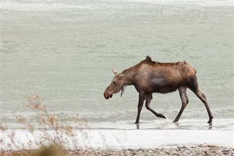 Hiker Stumbles Upon Moose Stuck in Frozen Lake (Video)