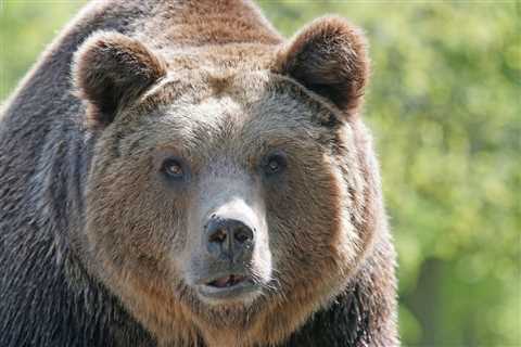 ‘Big-Headed’ Grizzly Bear Makes Appearance on Trail Cam (Video)
