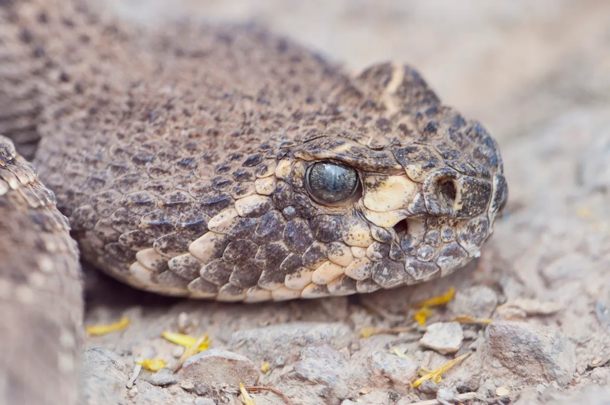 WATCH: Man Gives Rattlesnake a Drink From His Water Bottle