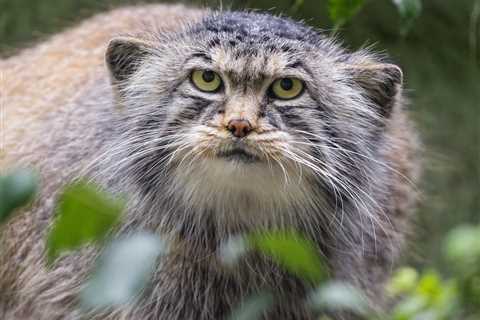 Caught on Trail Cam: Rare Footage of a Wild Pallas’s Cat